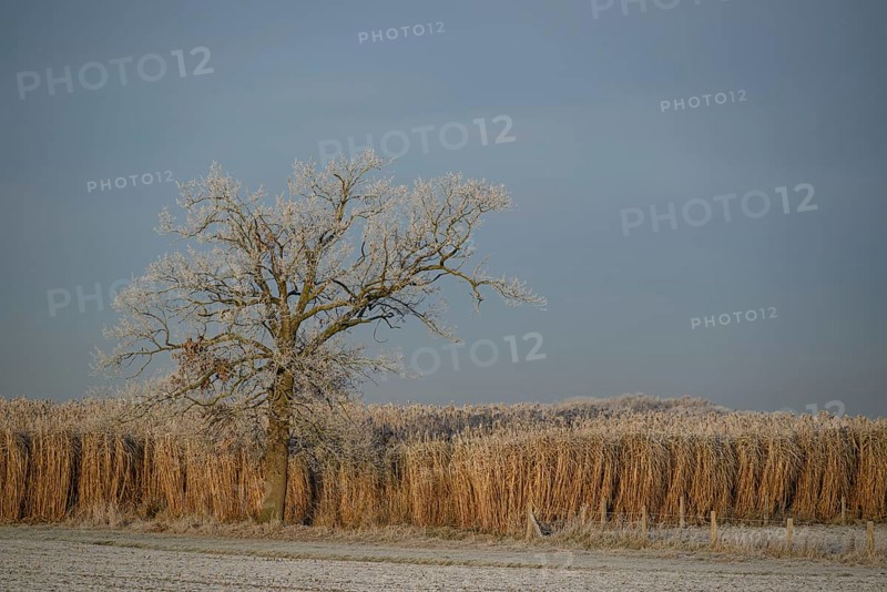 Frosty tree and reed in a wintry landscape, Frosty winter time in the early morning on fields and meadows in Muensterland, velen, Germany, Europe