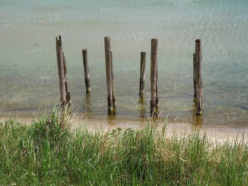 Wooden posts standing in the water near a grassy shore, spring on the Baltic Sea coast with green fishing boats on the beach and green trees on the shore, Sopot, Poland, Europe