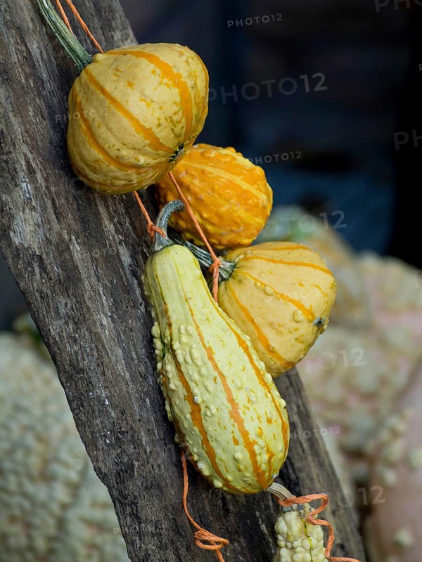 Yellow pumpkins hanging decoratively from a wooden beam, many colourful pumpkins for decoration in a garden, Borken, Germany, Europe