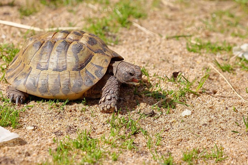 Hermann's tortoise (testudo hermanni), walking on soft ground, captive, Rhineland-Palatinate, Germany, Europe