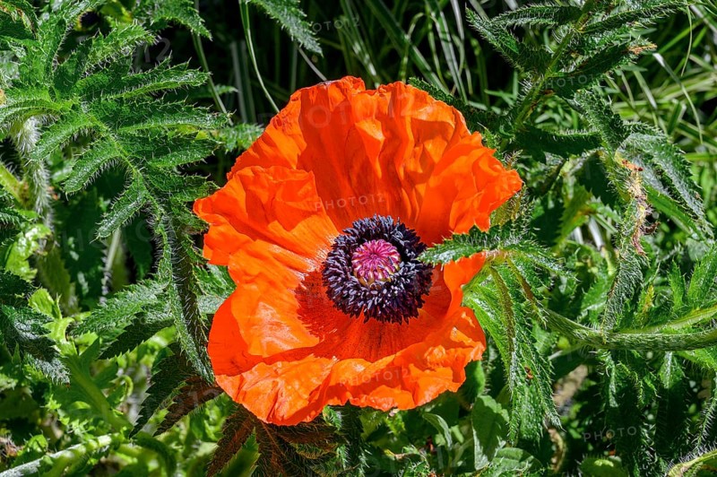 Oriental poppy (Papaver orientale), Allgaeu, Bavaria, Germany, Europe