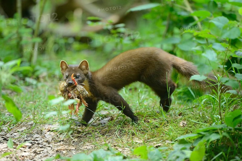 Close-up of a European pine marten (Martes martes) youngster in a forest in early summer