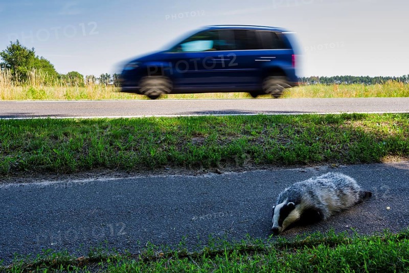Dead badger on cycle path, Neuhardenberg, Brandenburg, Germany, Europe