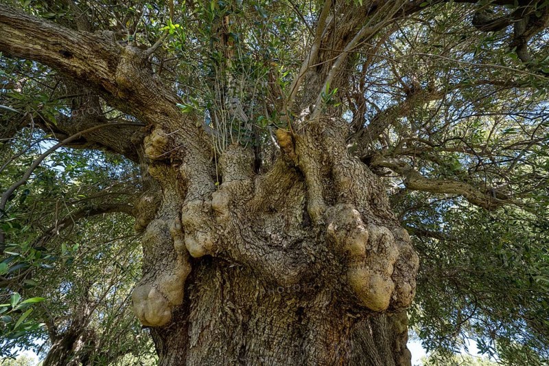 Old olive tree near Lun, island of Pag, Zadar, Dalmatia, Croatia, Europe
