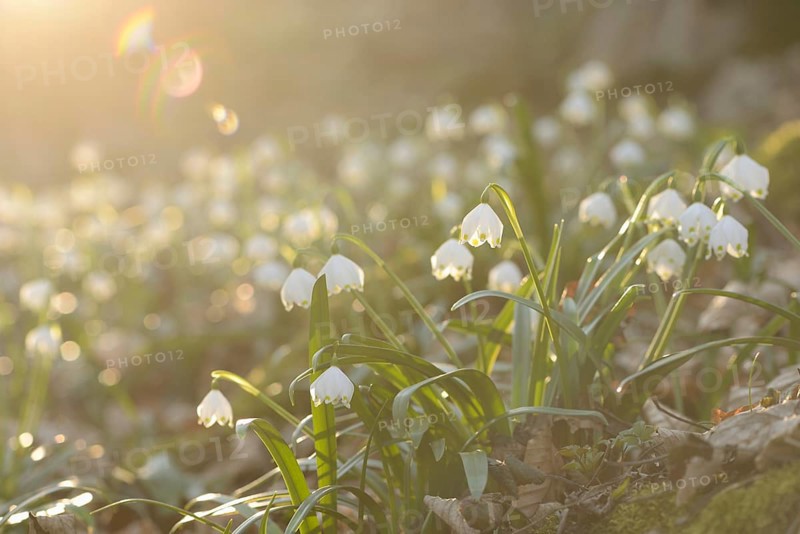 Spring Snowflake (Leucojum vernum) blossoms in a forest on a sunny evening in spring