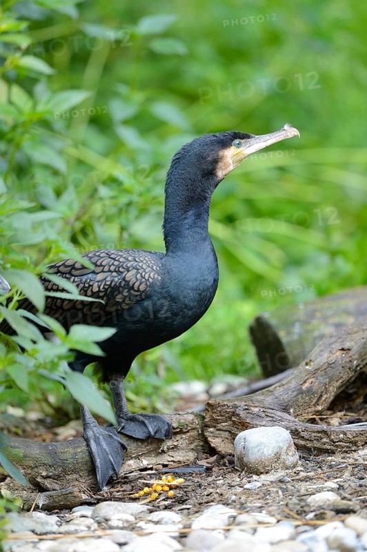 Black cormorant (Phalacrocorax carbo) standing at the shore of a lake, Germany, Europe