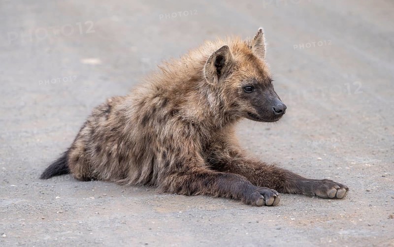 Spotted hyenas (Crocuta crocuta), adult, sitting on the road, Kruger National Park, South Africa, Africa