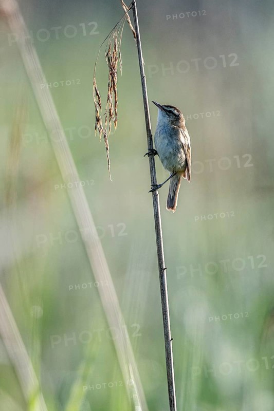 Sedge warbler (Acrocephalus schoenobaenus), Lower Saxony, Germany, Europe