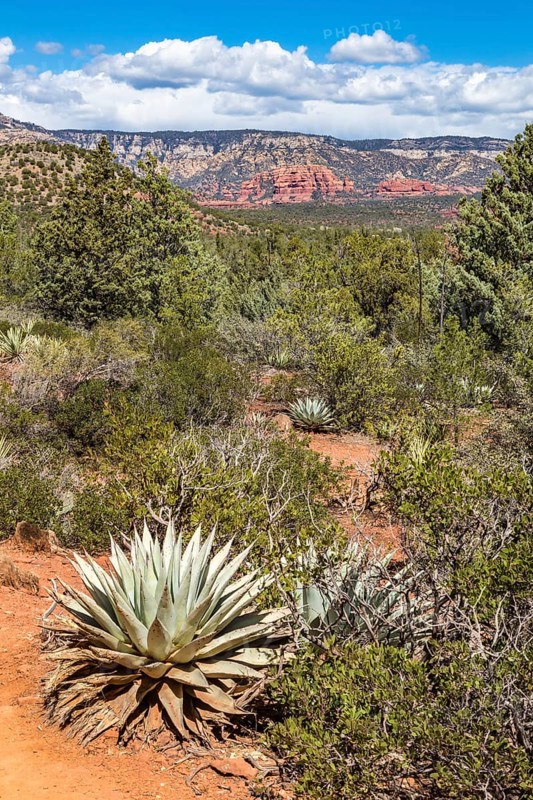 Century plants along the Devil's Bridge Trail in Sedona, Arizona, United States of America, USA, North America