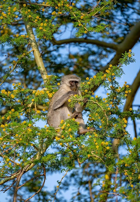 Southern vervet monkey (Chlorocebus pygerythrus) sitting in a flowering tree, eating yellow flowers of an acacia tree, Kruger National Park, South Africa, Africa
