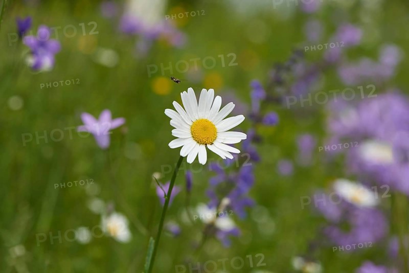 Close-up of a flower meadow with ox-eye daisy (Leucanthemum vulgare), meadow clary (Salvia pratensis) and spreading bellflower (Campanula patula) blossoms in early summer