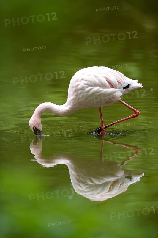 Close-up of a Lesser Flamingo (Phoenicopterus minor) in a little pond