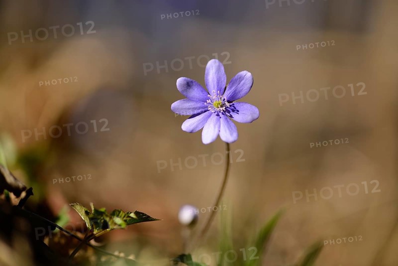 Close-up of a Common Hepatica (Anemone hepatica) blossom in a forest on a sunny evening in spring