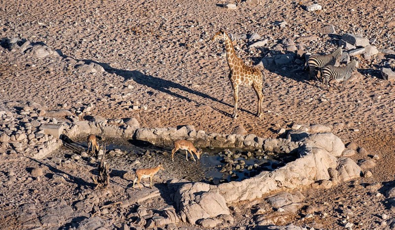 Impalas (Aepyceros melampus) nd angolan giraffe (Giraffa giraffa angolensis) casting long shadows, at a waterhole, from above, Hobatere Concession, Namibia, Africa