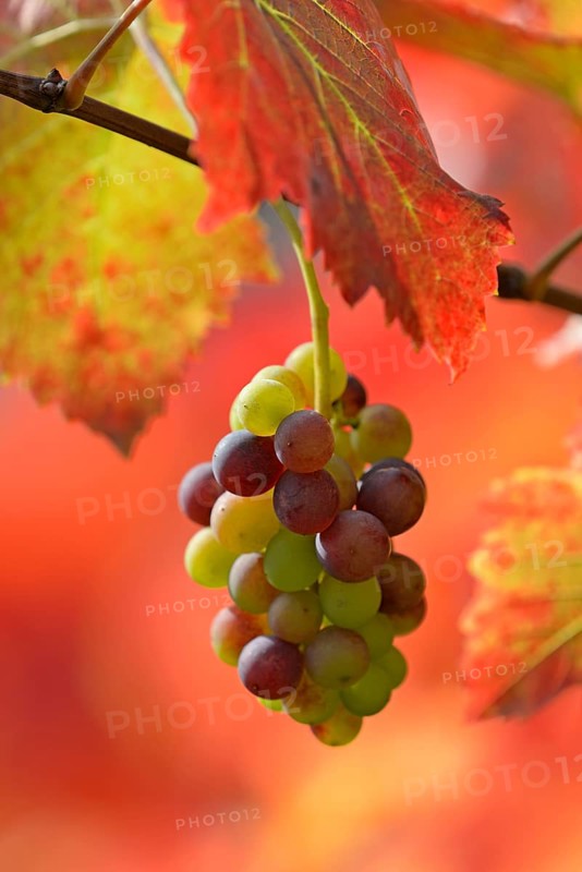 Vine, grapevine, branch with grape umbel and red vine leaves in sunlight, Moselle, Rhineland-Palatinate, Germany, Europe