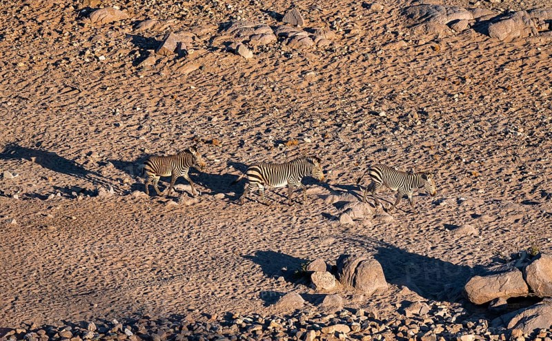 Three hartmann's mountain zebras (Equus zebra hartmannae) in the sand, from above, Hobatere Concession, Namibia, Africa