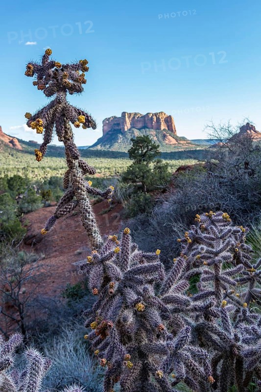 Flowering cholla cacti in an open valley in Sedona, Arizona, United States of America, USA, North America