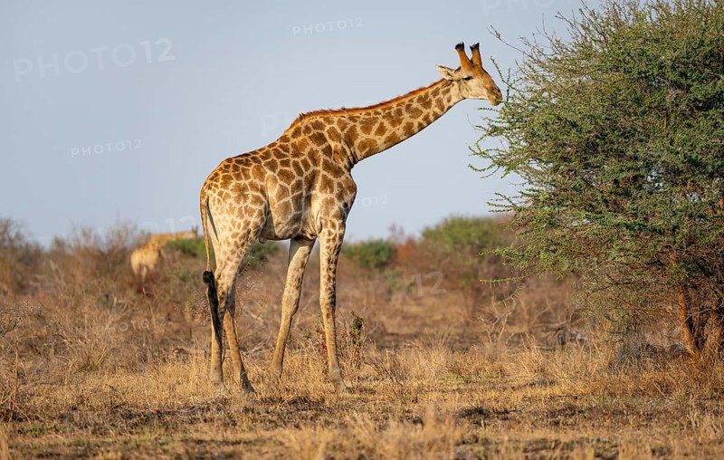 Southern giraffe (Giraffa giraffa giraffa), eating leaves of an acacia tree, in the evening light, African savannah, Kruger National Park, South Africa, Africa