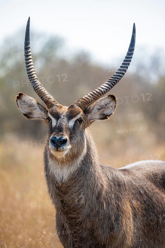 Ellipsen waterbuck (Kobus ellipsiprymnus), adult male, animal portrait, Kruger National Park, South Africa, Africa