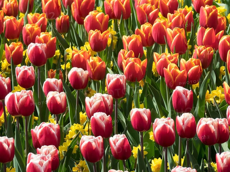 A lush collection of red and yellow tulips in full bloom with green leaves in spring, many colourful, blooming tulips in springtime in the Netherlands, amsterdam, netherlands