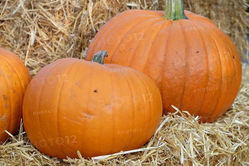 Two orange pumpkins on a haystack in a close-up, many colourful pumpkins for decoration in a garden, Borken, Germany, Europe