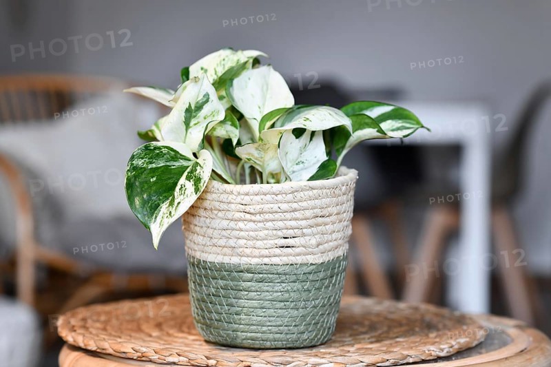 Small tropical 'Epipremnum Aureum Manjula' pothos houseplant in flower pot on table in living room