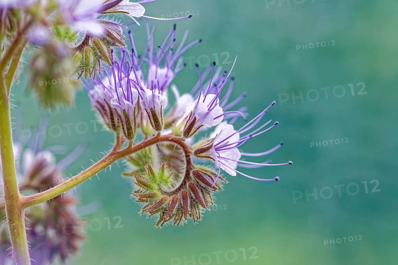 Spiral arrangement of purple flowers in close-up against a blurred background, lacy phacelia (Phacelia tanacetifolia) also called tufted beauty, tufted flower or bee friend, Wismar, Mecklenburg-Vorpommern, Germany, Europe