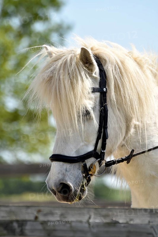 Detailed view of an Icelandic horse with head, mane, mop of hair and equipped with reins, bridle and bit