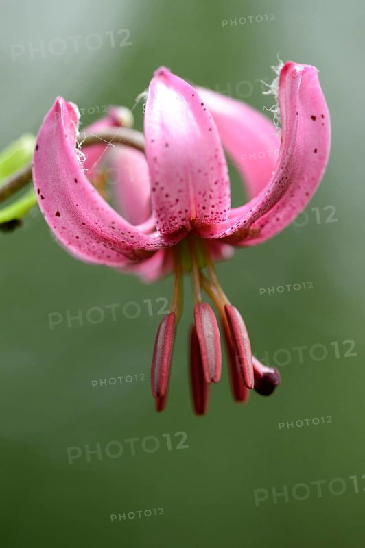 Close-up of a Martagon or Turk's cap lily (Lilium martagon) in a forest in spring