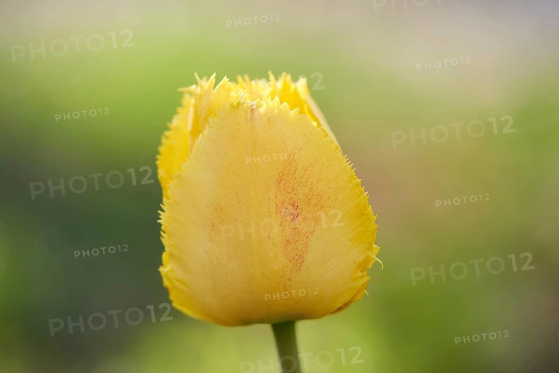 Close-up of a garden tulip (Tulipa spec.) blossom in spring
