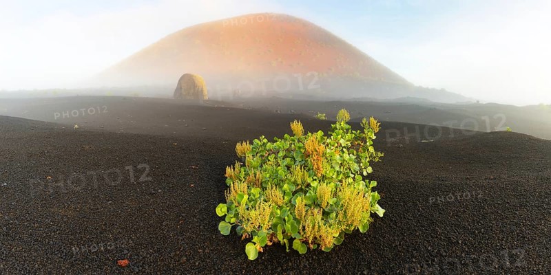 Canary Island dock (Rumex lunaria) and lava bomb in front of the Caldera Colorada, Parque Natural de Los Volcanes, near Masdache, Lanzarote, Canary Islands, Spain, Europe