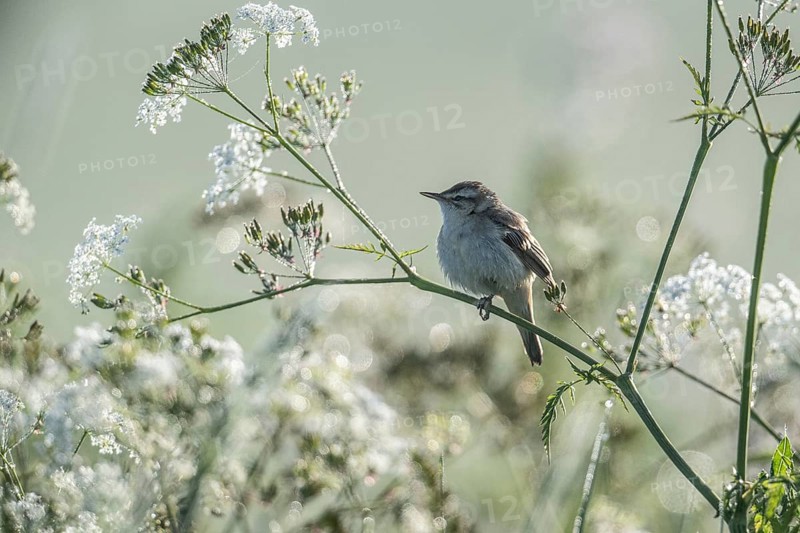 Sedge warbler (Acrocephalus schoenobaenus), Lower Saxony, Germany, Europe