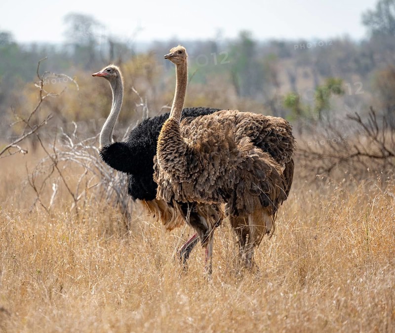 Common ostriches (Struthio camelus), adult male and female, in dry grass, Kruger National Park, South Africa, Africa