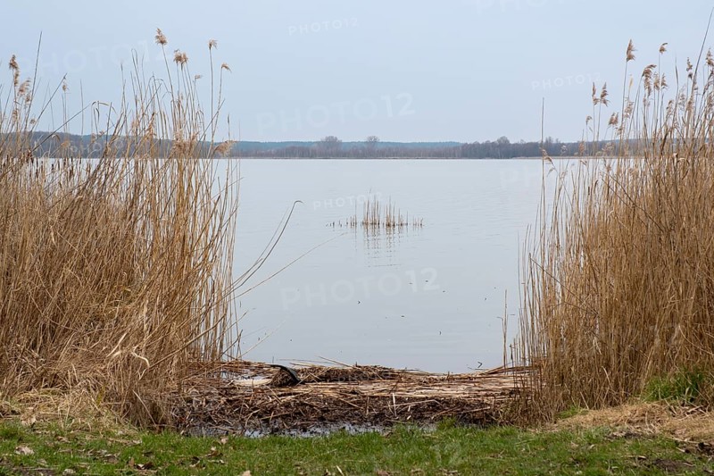 Reeds on the shore of Lake Zierker See, Neustrelitz, Mecklenburg-Vorpommern, Germany, Europe