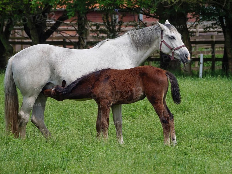 A grey mare stands in a green meadow and suckles a brown foal, surrounded by trees, horses and foal in a green meadow in Muensterland, borken, germany