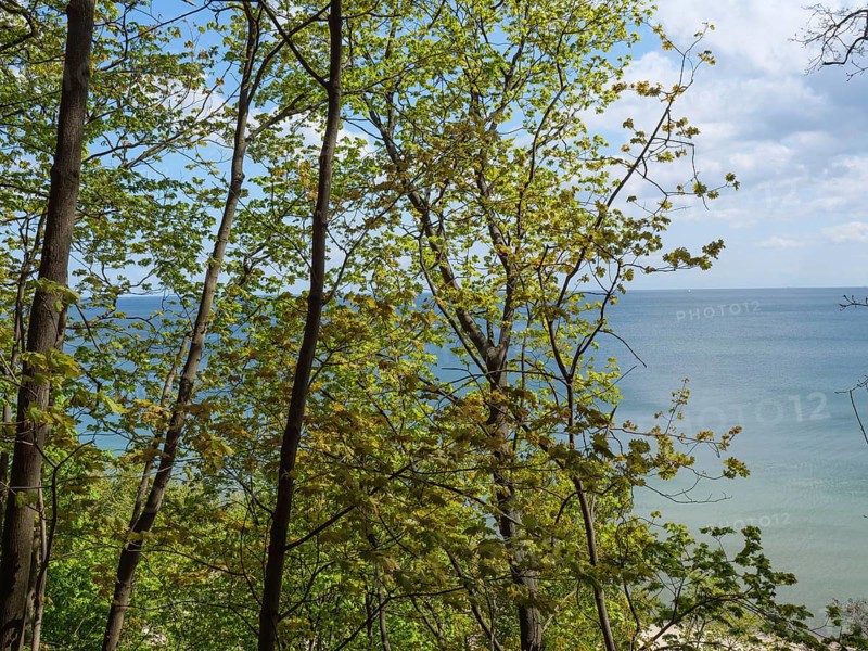 Thin tree trunks and fresh green foliage frame the view of the blue sea under a partly cloudy sky, Green trees on a Baltic Sea beach with clear water, Sopot, poland
