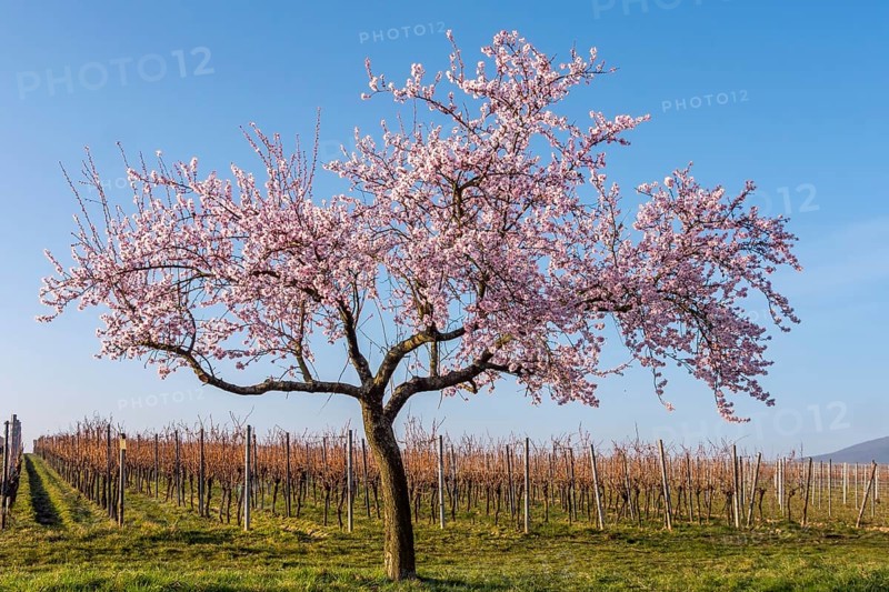 Flowering almond tree (Prunus dulcis), Weinfeld, Southern Palatinate, Palatinate, Rhineland-Palatinate, Germany, Europe