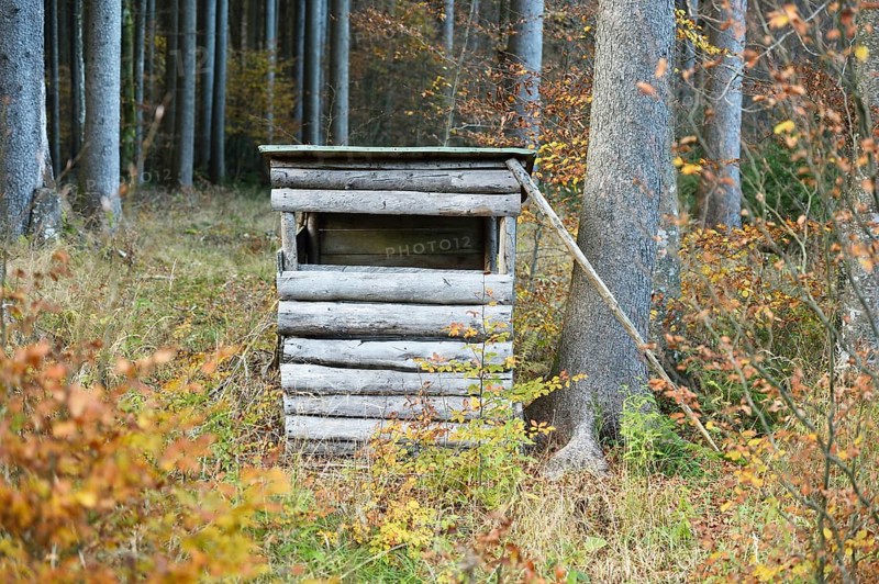 A perch in a mixed forest in autumn, Austria, Europe