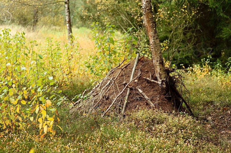 A wood ant anthill (formica) in a forest in autumn, Bavaria, Germany, Europe