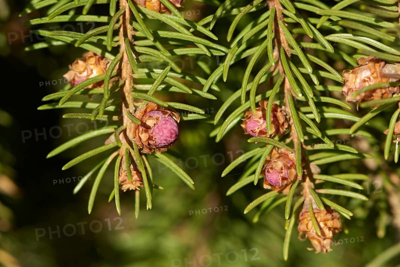 Close-up of young Norway spruce (Picea abies) cones in early spring