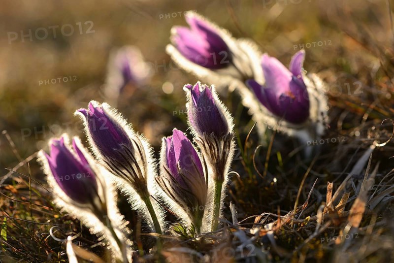 A group of Pulsatilla (Pulsatilla vulgaris) blooms in the grassland on a evening in early spring, Bavaria, Germany, Europe
