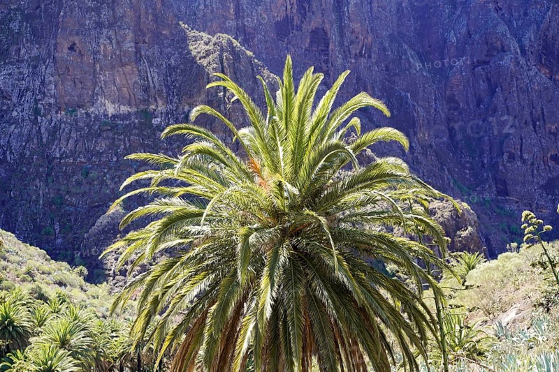 Mountain village Masca, Masca Gorge, Montana Teno Mountains, Tenerife, Canary Islands, Spain, Europe, Large, green palm tree in front of an impressive rock face amidst natural vegetation, Europe