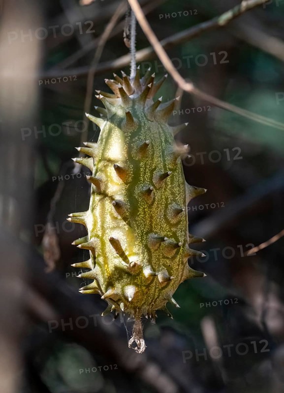 Horned cucumber or horned melon (Cucumis metuliferus), unripe fruit hanging from the tree, Kruger National Park, South Africa, Africa