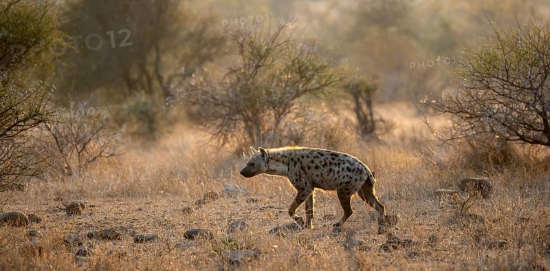 Spotted hyenas (Crocuta crocuta), in the morning light in dry grass, Kruger National Park, South Africa, Africa