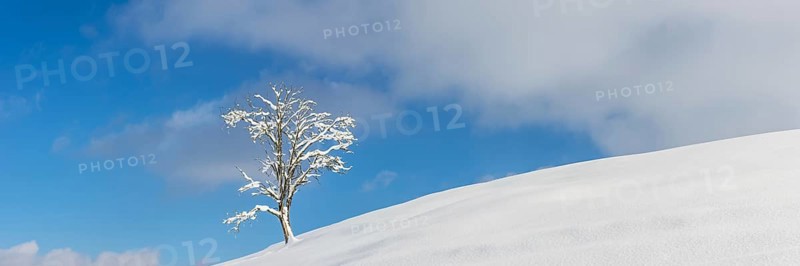 Single English oak (Quercus robur) in winter, natural landscape near Fuessen, Ostallgaeu, Bavaria, Germany, Europe