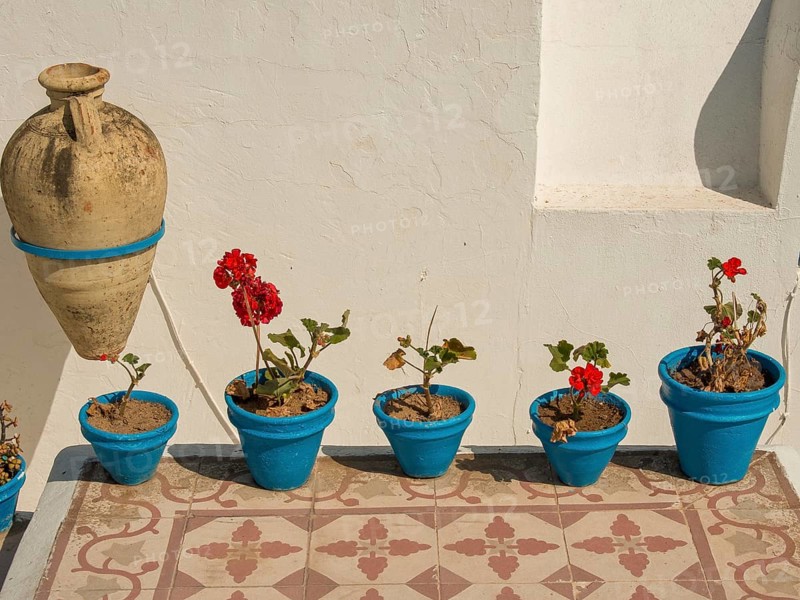 Blue flower pots with red flowers along a white wall on the terrace, Tunis in Africa with ruins from Roman times, modern mosques and blue and white houses in sidi-bou-said, Tunis, Tunisia, Africa