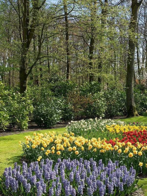 Spring garden with blooming hyacinths and daffodils, surrounded by tall trees and green foliage, many colourful, blooming tulips in a garden in the Netherlands for the Springtime Zeti, Amsterdam, Netherlands