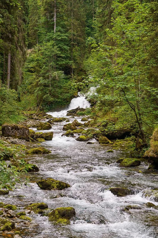 A rushing river with a small waterfall, surrounded by dense forest and rocks, wild mountain stream in a gorge with green trees, gosau, austria