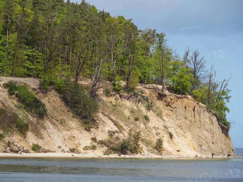 Cliffs with dense trees and a beach bordering the sea under a clear sky, spring on the Baltic Sea beach in Poland with green trees, sopot, poland