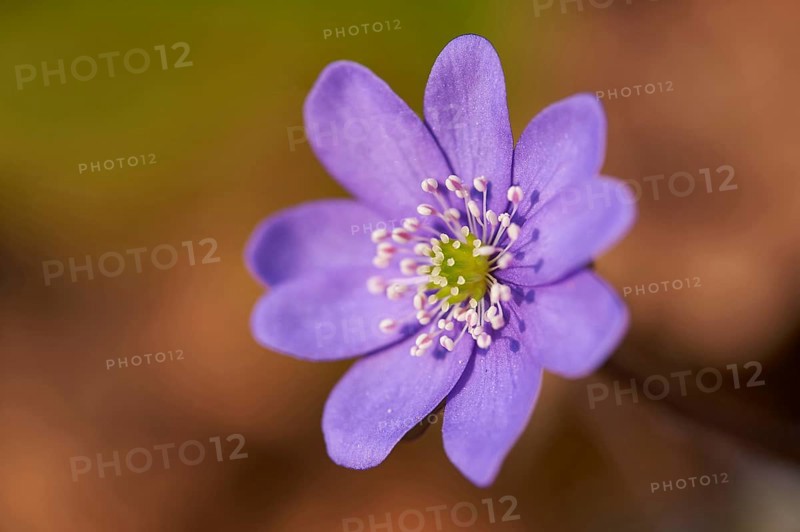 Close-up of Common Hepatica (Anemone hepatica) on the forest-floor in early spring